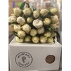 Paeonia Bowl Of Cream