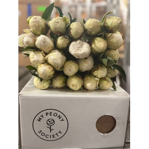 Paeonia Bowl Of Cream