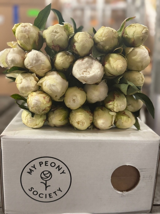 <h4>Paeonia Bowl Of Cream</h4>