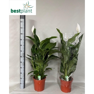 SPATH SWEET LAURETTA