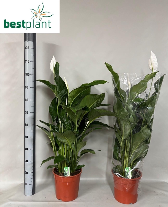 <h4>SPATH SWEET LAURETTA</h4>