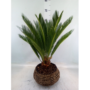 Cycas revoluta