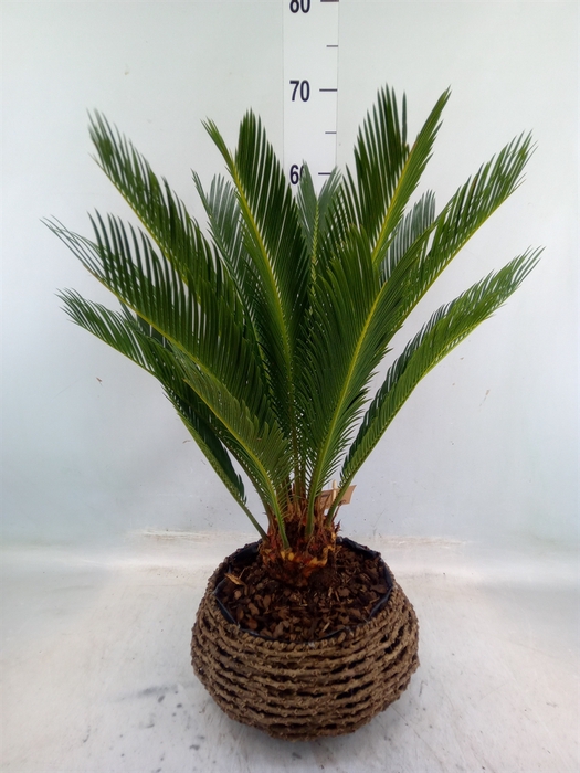 <h4>Cycas revoluta</h4>