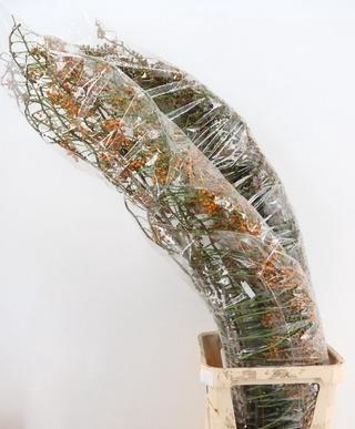 <h4>ROSA CORALLO ORANGE 170CM</h4>