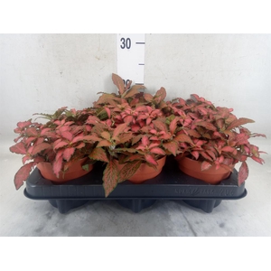 Fittonia verschaf. 'Forest Flame'