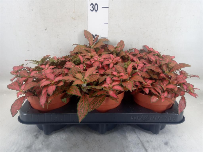 <h4>Fittonia verschaf. 'Forest Flame'</h4>