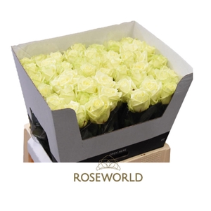 R Gr White Naomi A2 Roseworld