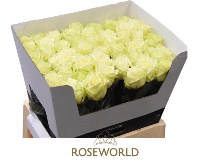 <h4>R Gr White Naomi A2 Roseworld</h4>