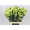 Eustoma Du Celeb Green