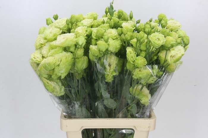 Eustoma Du Celeb Green