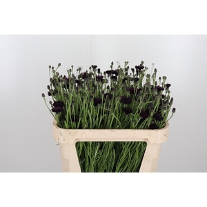 Centaurea Black