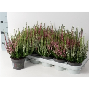 Calluna vulgaris Beauty Ladies Twins P12