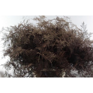 Asp Lang Getopt Bruin