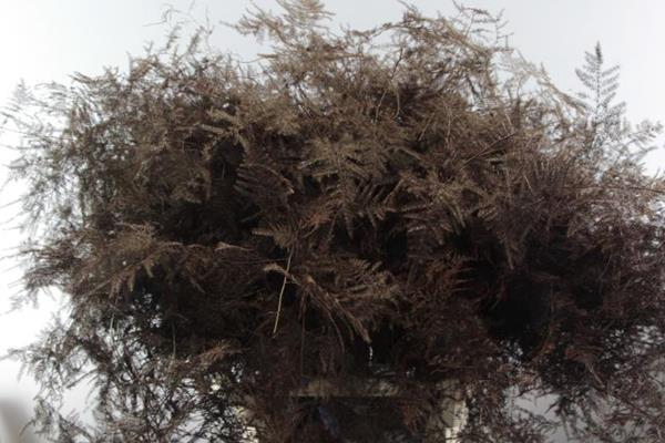 <h4>Asp Lang Getopt Bruin</h4>