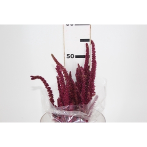 AMARANTHUS VINHO