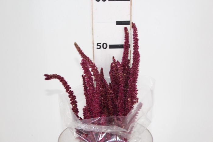 AMARANTHUS VINHO