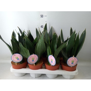 Sansevieria trifa.   ...