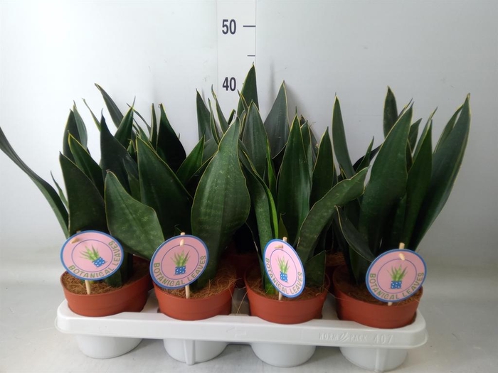 <h4>Sansevieria trifa.   ...</h4>