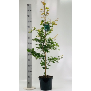Fagus sylvatica