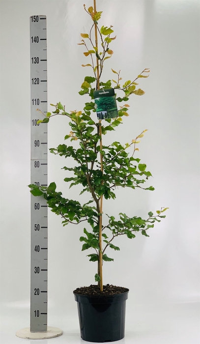 <h4>Fagus sylvatica</h4>