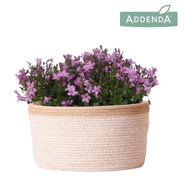 <h4>Campanula Addenda Ambella pink in Basket white</h4>