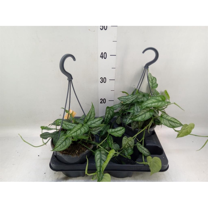 <h4>Monstera siltepecana</h4>