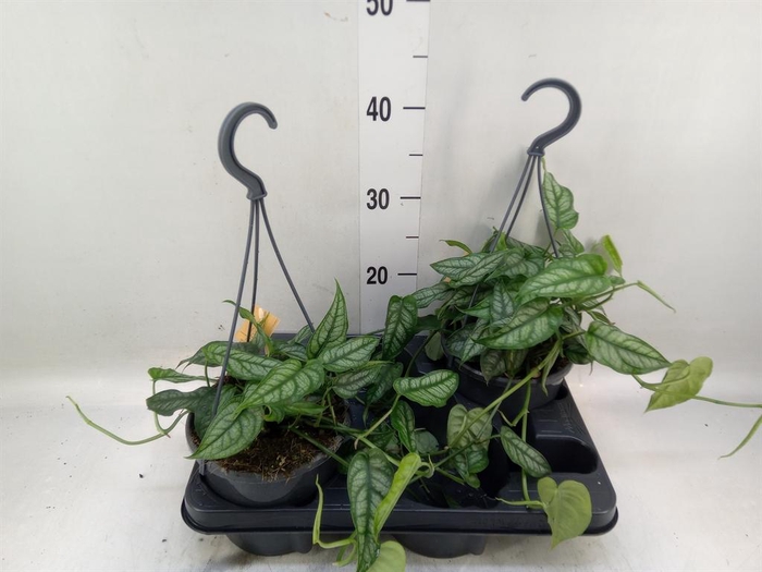 <h4>Monstera siltepecana</h4>