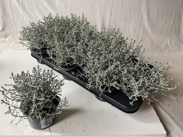 <h4>LEUCOPH BROWNII</h4>