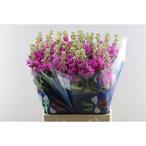 Matth Iron Deep Pink (d.rose)