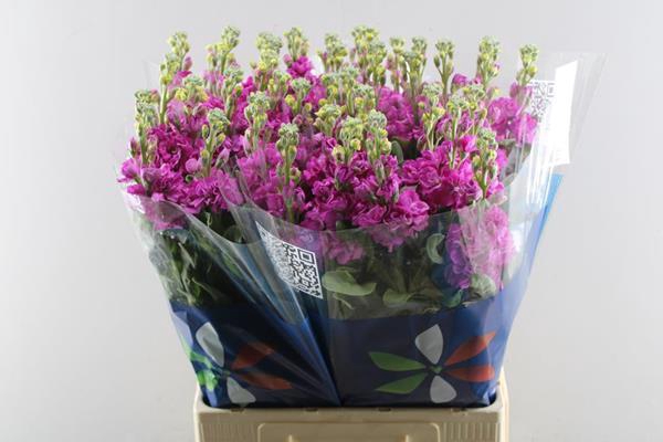 <h4>Matth Iron Deep Pink (d.rose)</h4>