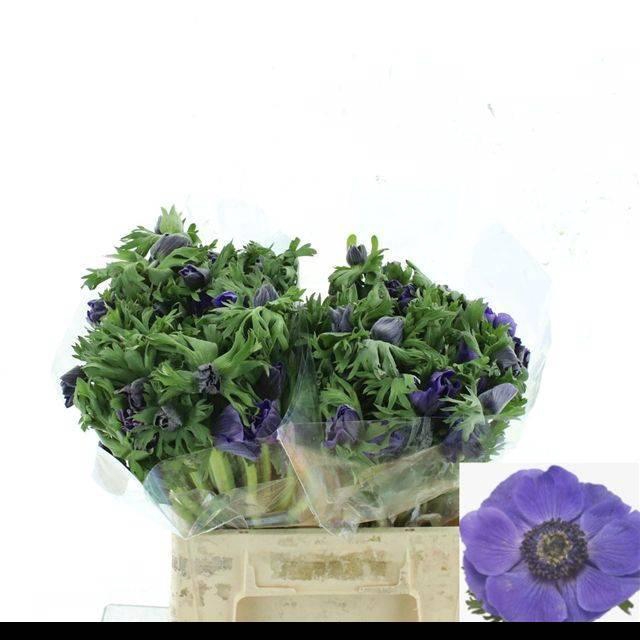 <h4>ANEM CO MIS + D BLUE</h4>