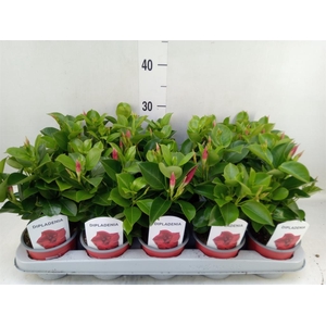 Mandevilla sand. 'Rio Deep Red'