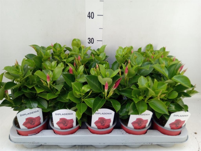 <h4>Mandevilla sand. 'Rio Deep Red'</h4>