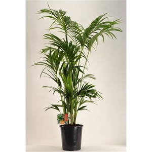 KENTIA - P27 H160 - 12PP (Howea forsteriana)