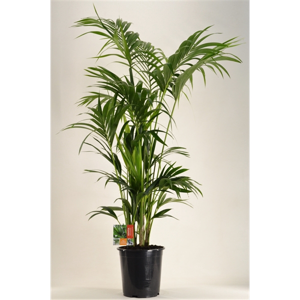 <h4>KENTIA - P27 H160 - 12PP (Howea forsteriana)</h4>