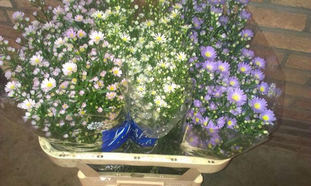 <h4>Aster mix in bucket</h4>