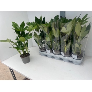 FATSIA OV
