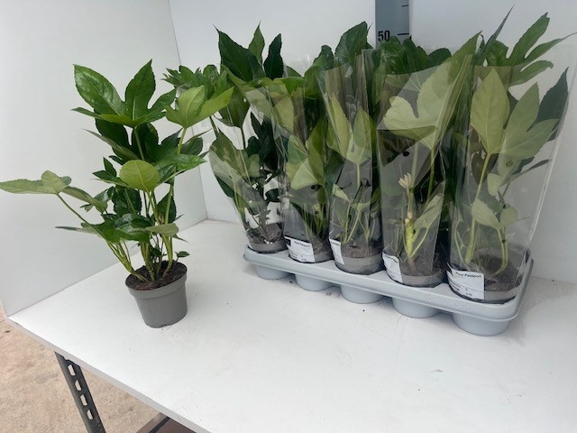 <h4>FATSIA OV</h4>