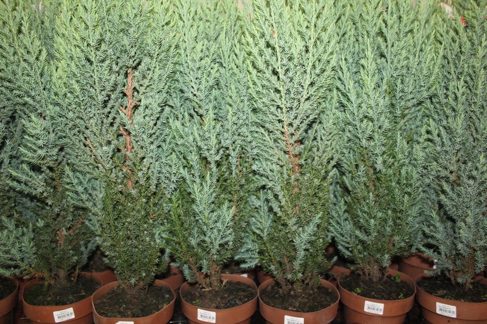 <h4>TUIA STRICKITA P14</h4>