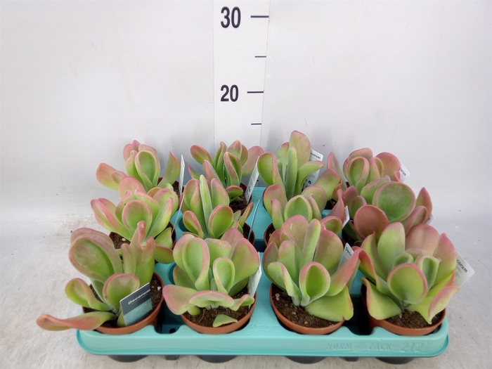 <h4>Kalanchoe NF   ...</h4>