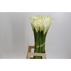 Zantedeschia Eydolls White
