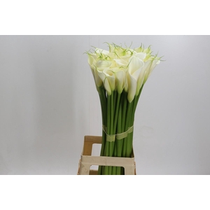 Zantedeschia Eydolls White