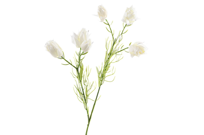 Protea Branch