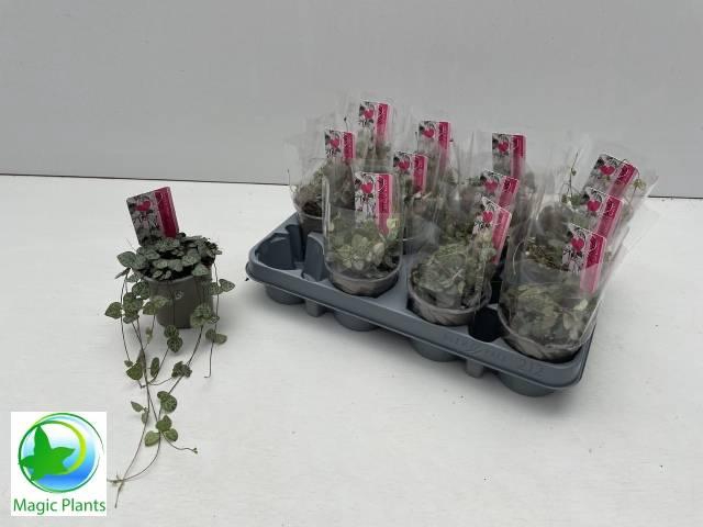 <h4>CEROPEGIA WOODII SUP</h4>