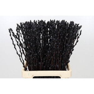 SALIX OV KLB H%