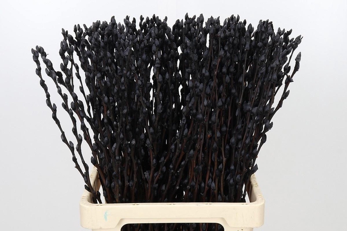 <h4>SALIX OV KLB H%</h4>