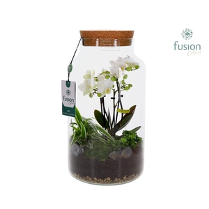 Green Bottle Pot Large 4 tak Phalaenopsis arrangement 24 uurs levertijd