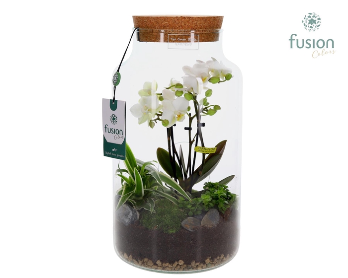 <h4>Green Bottle Pot Large 4 tak Phalaenopsis arrangement 24 uurs levertijd</h4>