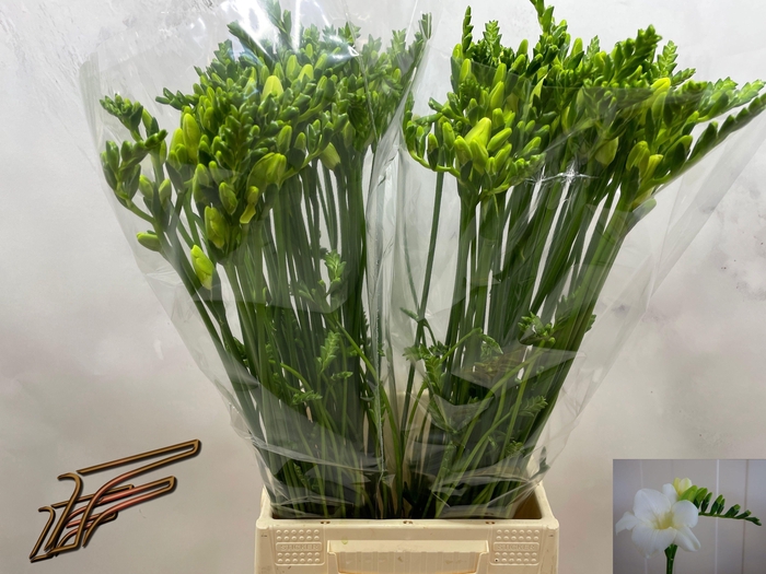 <h4>FR EN AMBIANCE</h4>