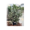 Metrosideros Excelsa struik